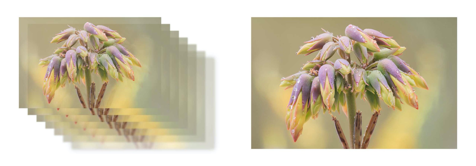 Focus Stacking více snímků různých ohnisek